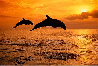 TGA：《女神异闻录4 AU》官宣 明年3月17日发售